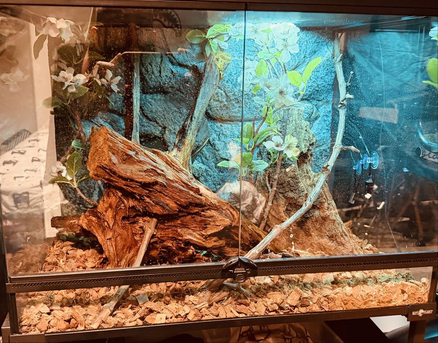 Terariu + Crested Gecko + Accesorii