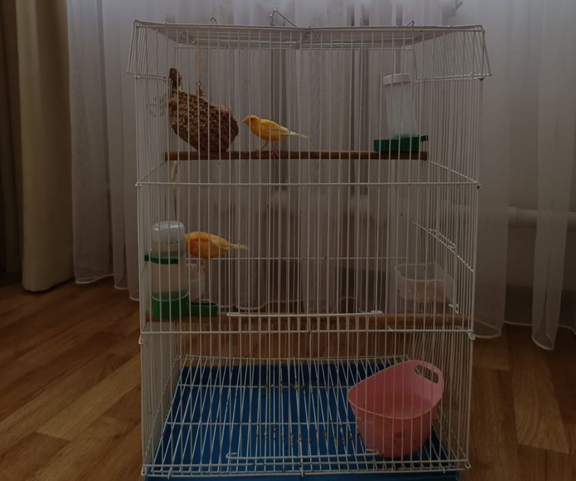 Птичка Канарейка