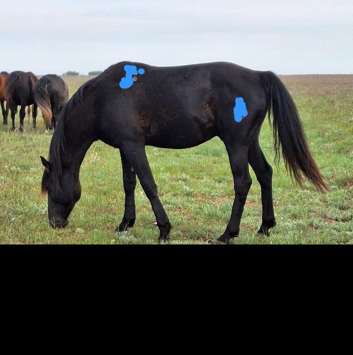 Таза Қарашай тұқымды айғыр!