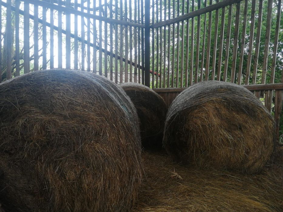 Vând baloti de fan rotunzi-calitate superioară din 2025