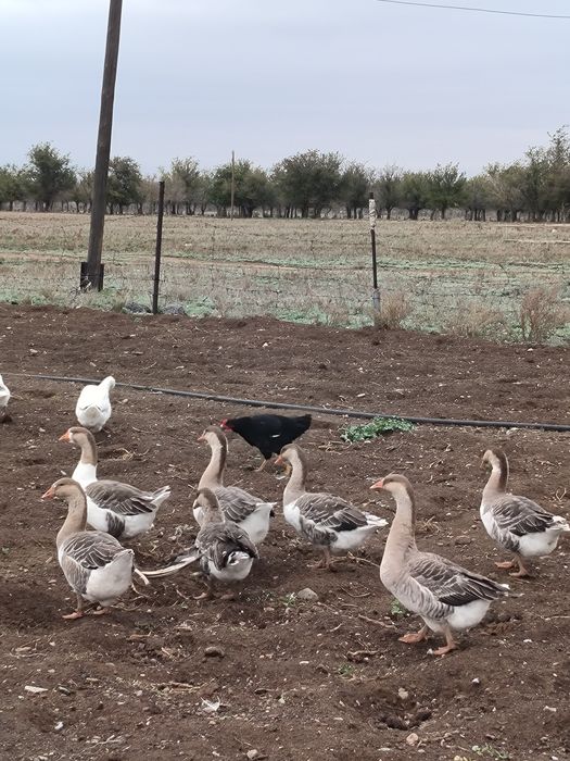 Гуси, крупные серые