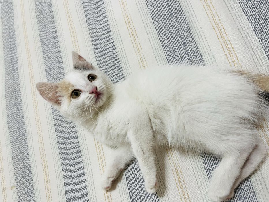 Котенок девочкаа
