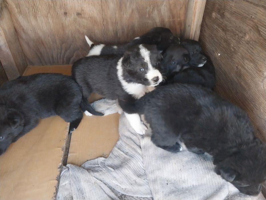 Щенята отдам в добрые руки