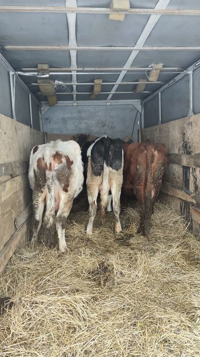 Перевозка скотов