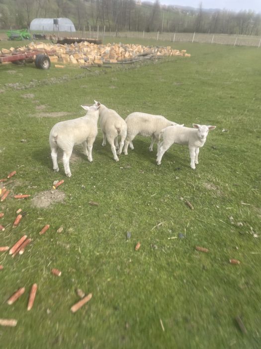 Vand Berbec Texel de 2 ani !