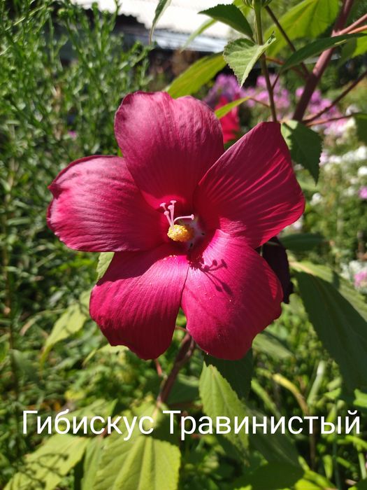 Продается молодой декоративный кутарник