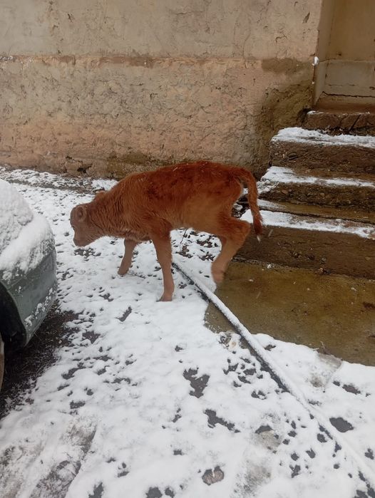 бузалар сатылады