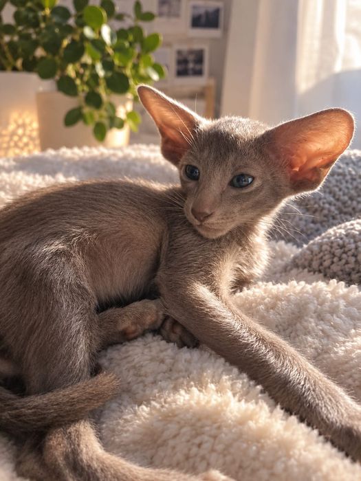 Ориентальный котенок