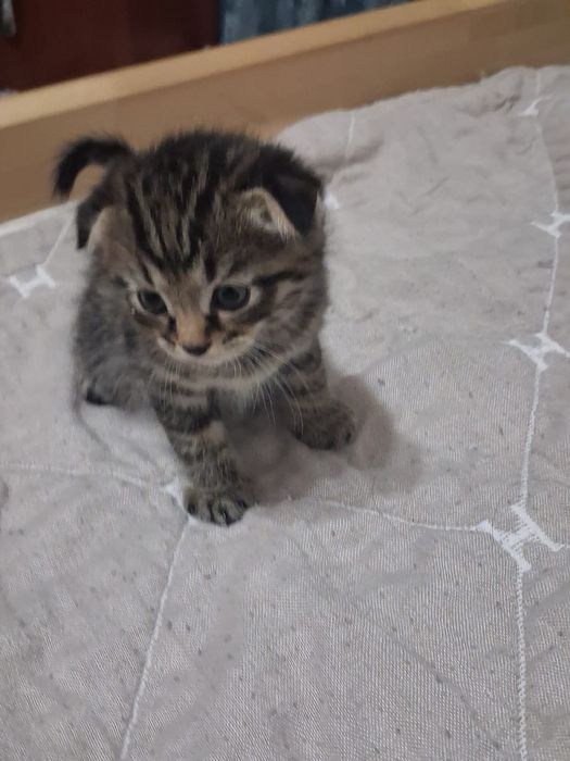 Вислоухие котята