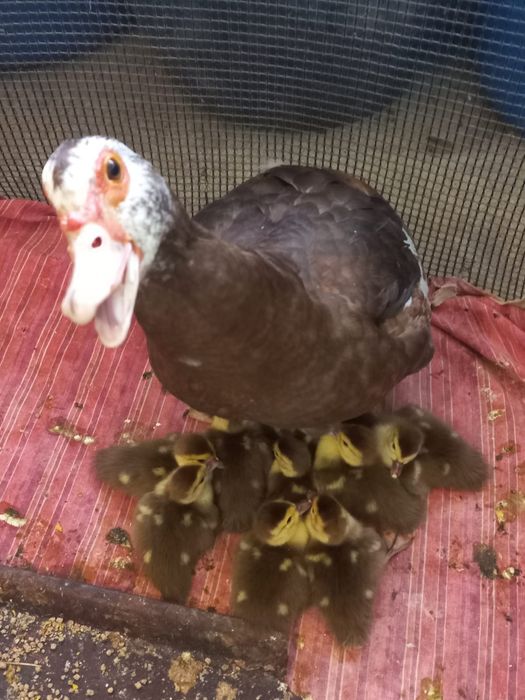 Индоутка . . .    .   .