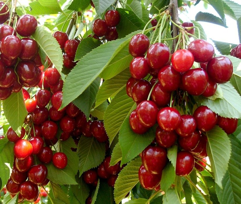 Pomi Fructiferi Stravechi Glia Stramoseasca (Cires )