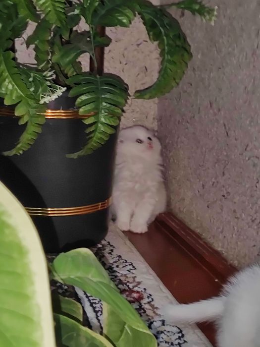 Zotdor mushuk bolalari 2oylik. Soğlom. Ipak tolali, Harakatchan,quvnoq