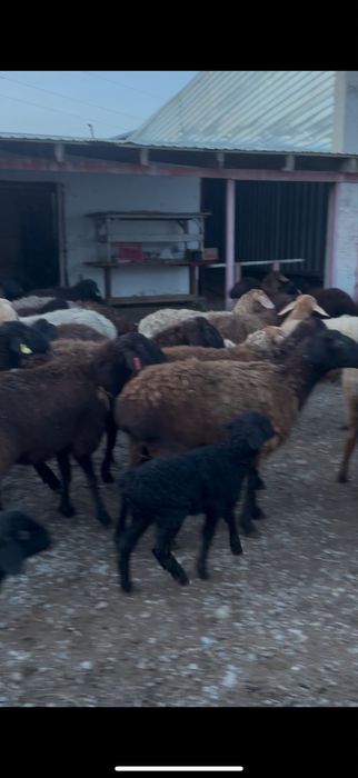 60 бас қозылы қой