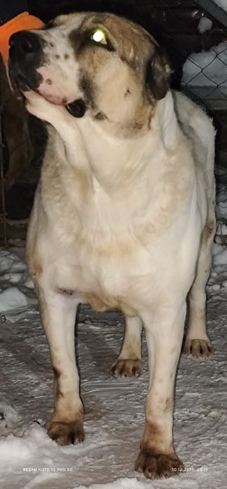 Продам взрослого Алабая!