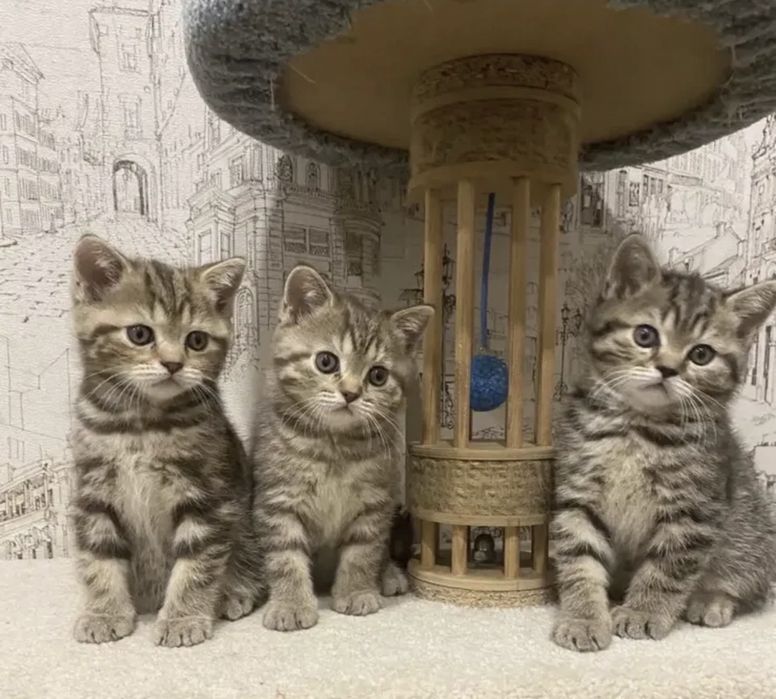 Хорошенькие Котята