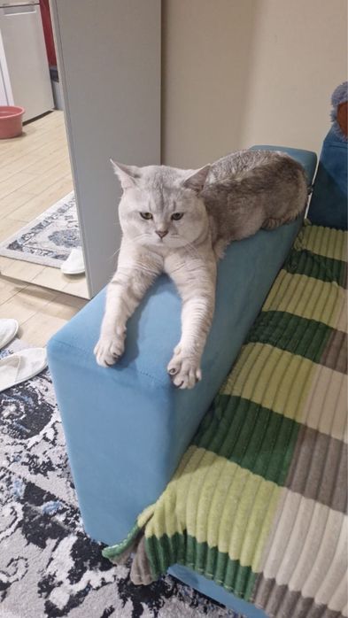 Вязка Кота Шиншилла