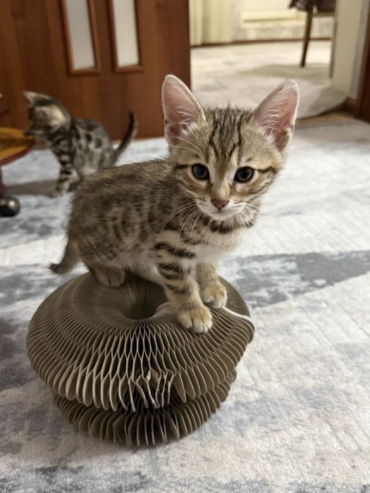 Бенгальские котята девочки