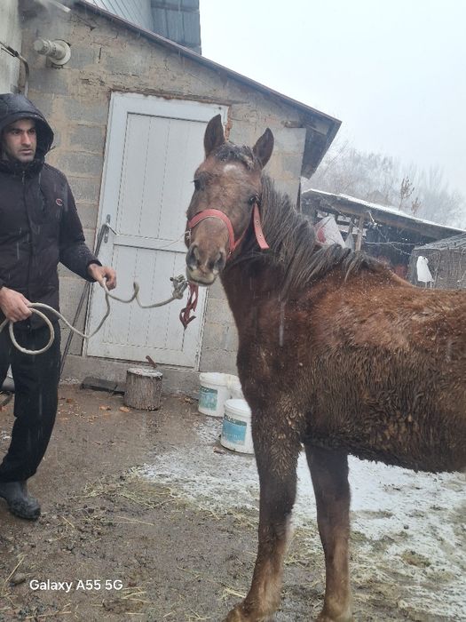 Конья полукровка