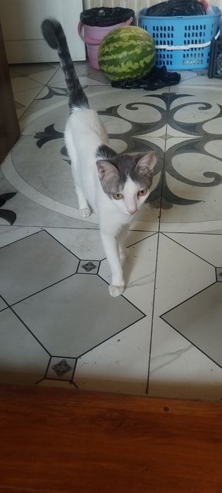 Отдаётся кошка в хорошие руки