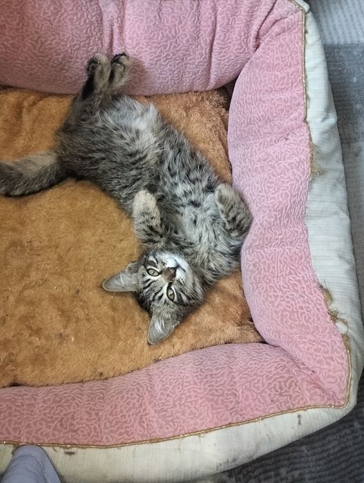 Котёнок пристраивается в добрые руки