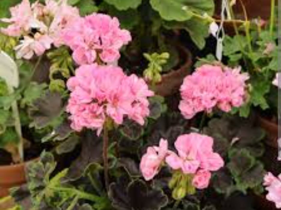 Продавам сортови пеларгонии