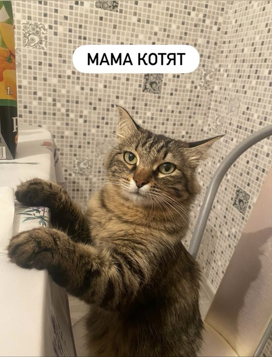 Отдам котят в добрые руки