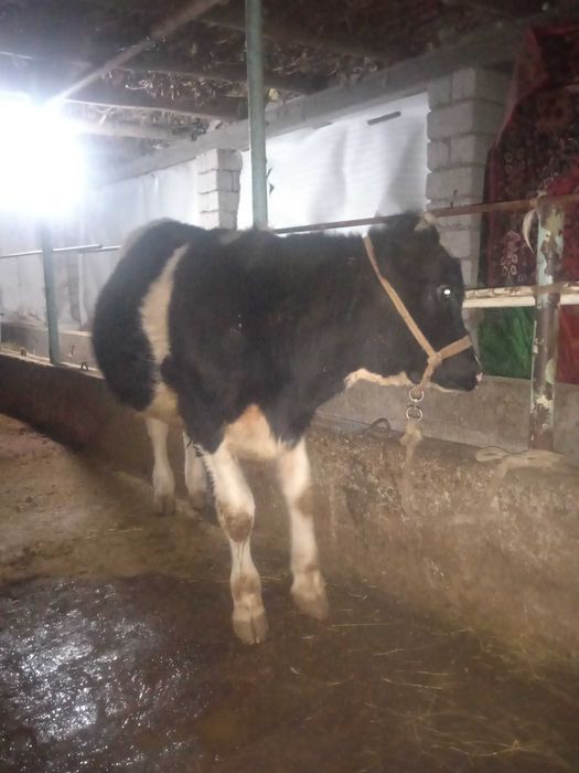 Qora ola buqacha sotiladi