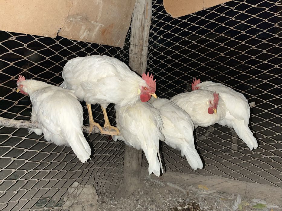 Срочно продаются породистые куры Арлор