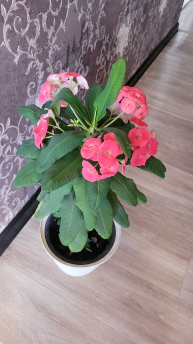 Продам денежное дерево, молочай,колеус,алое