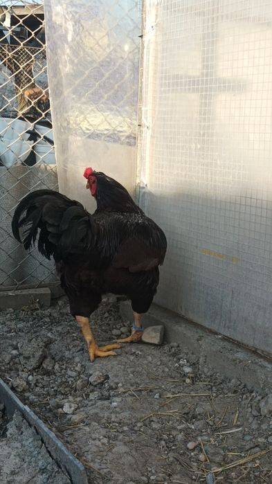 Mascul hybrid Rhode Island cu Combatant Indian