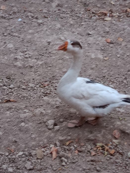 Gʻozlar sotiladi
