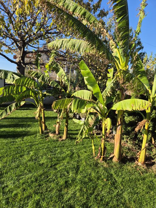 Bananieri musa basjoo