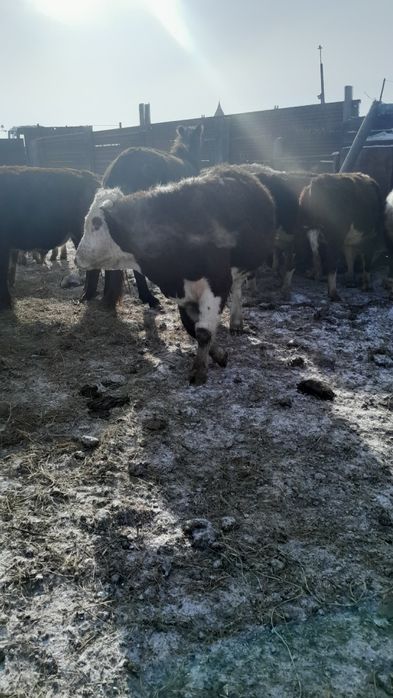 Продам быков 2 годовалые жирные