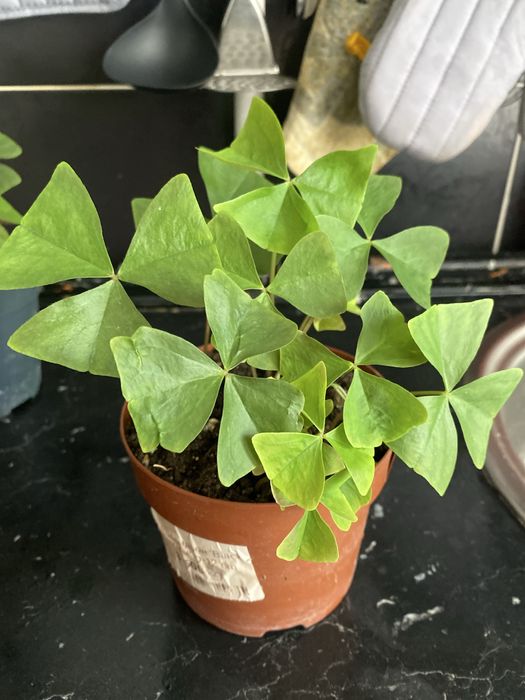 Оксалис зеленый, бабочка продам