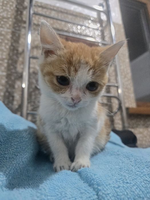 Даром отдам котят