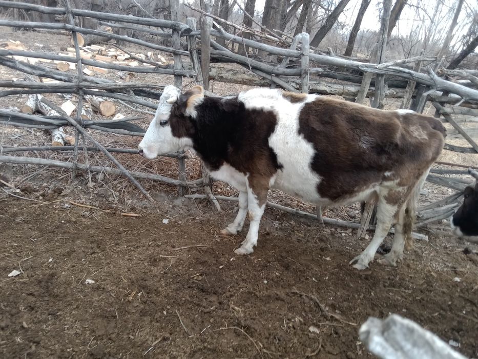 Сйыр.Карова Продам