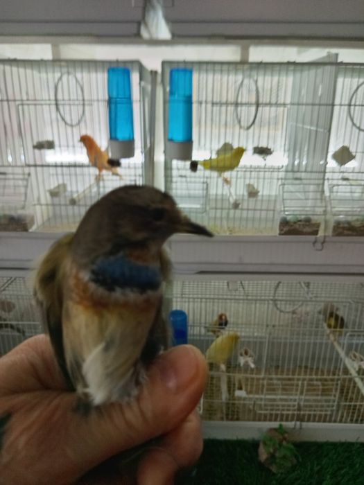 Птица ВАРАКУШКА, варакушка.