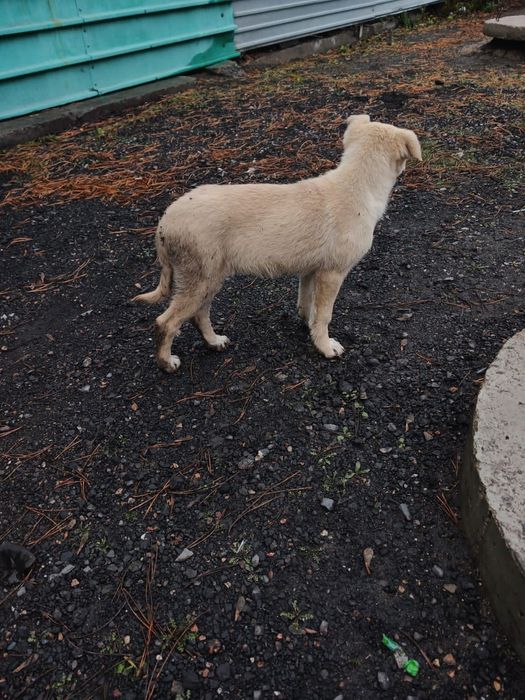 Отдаём щенка в добрые руки (девочка)