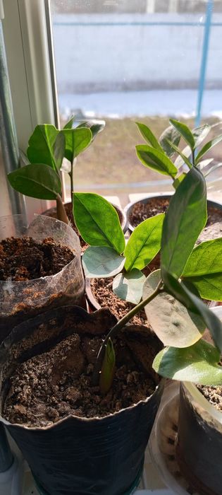 Долларовое дерево замиокулькас