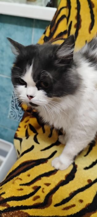 Милая кошечка ищет любящие ручки!