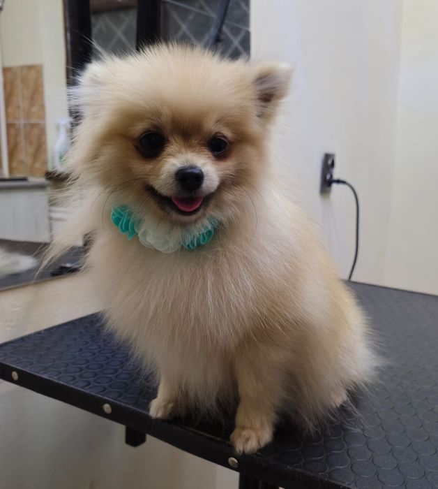 Щенки немецкого шпица чистокровные