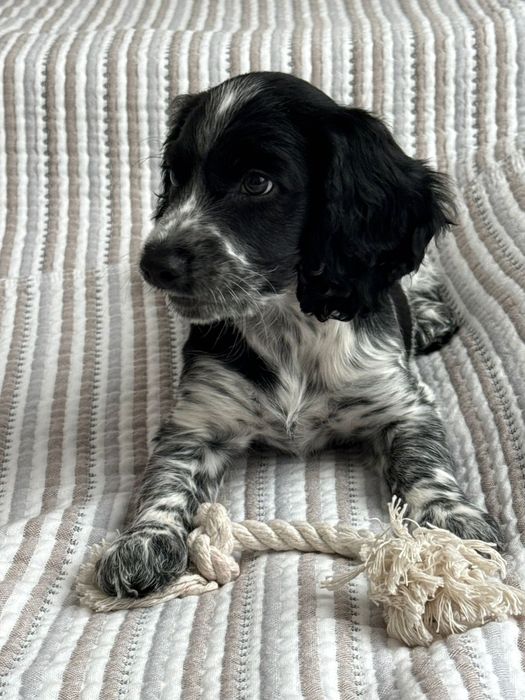 Продам щенка руского Спаниеля