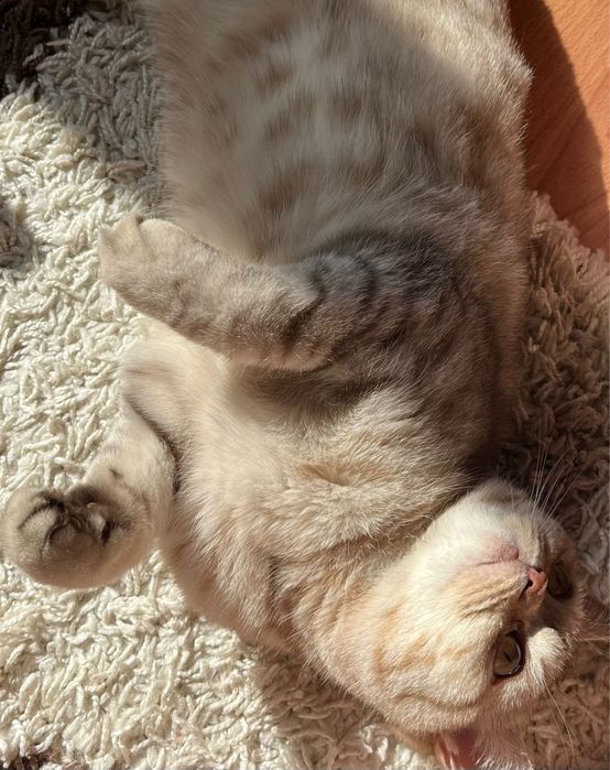 Отдам кошку в добрые руки