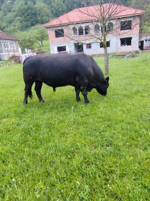 Vând taure Angus