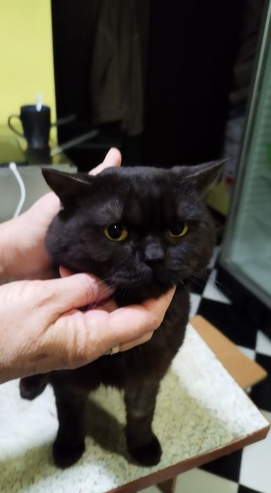 Отдам в добрые руки