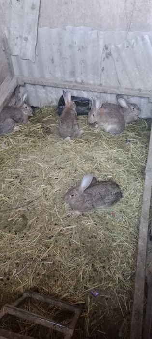 Кролики породы Великан