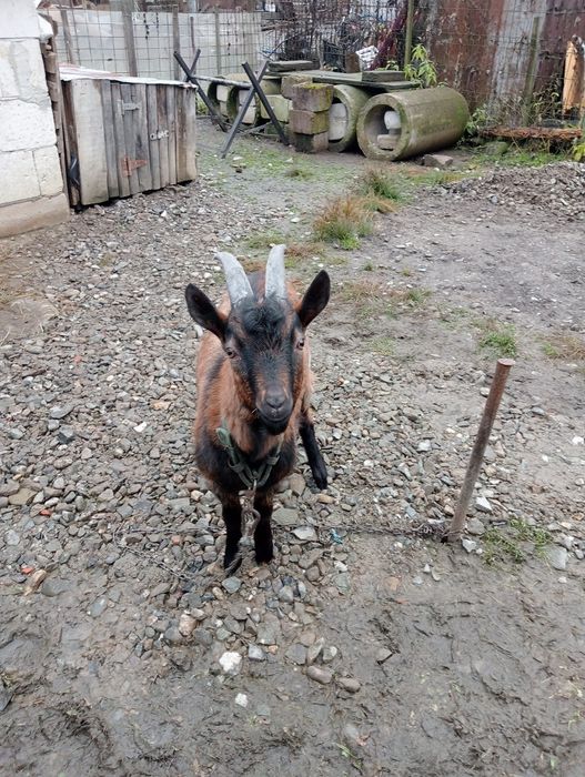 Vind țăpuc de rasă