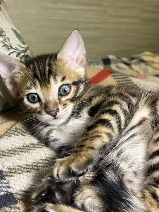Бенгальский котик