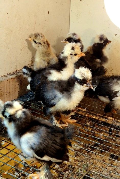 Султанка балапандары бар