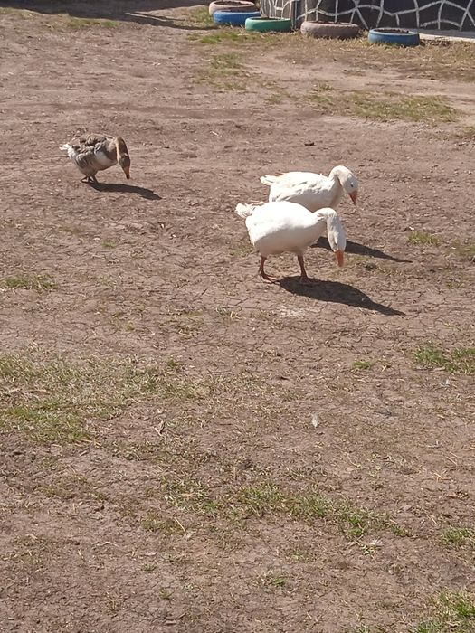 Продам домашних гусей